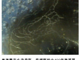 苏麻离青铁锈斑图片